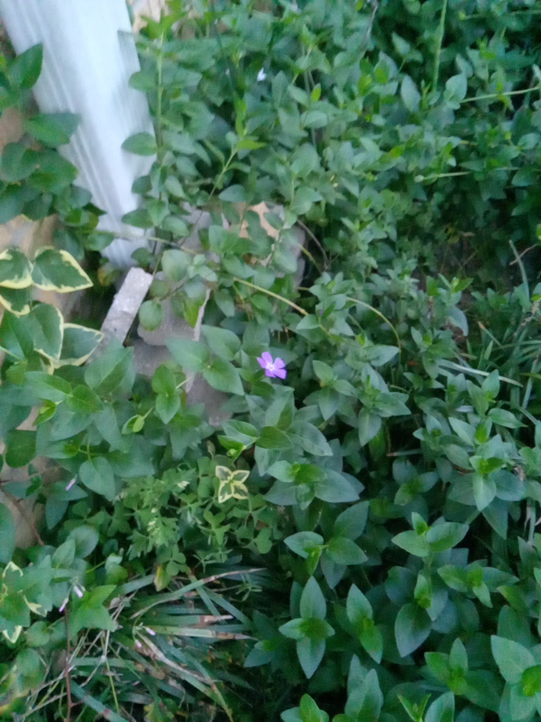 20 Vining Periwinkle ( Vinca major)– Live Bare Root Plants Ready To Plant