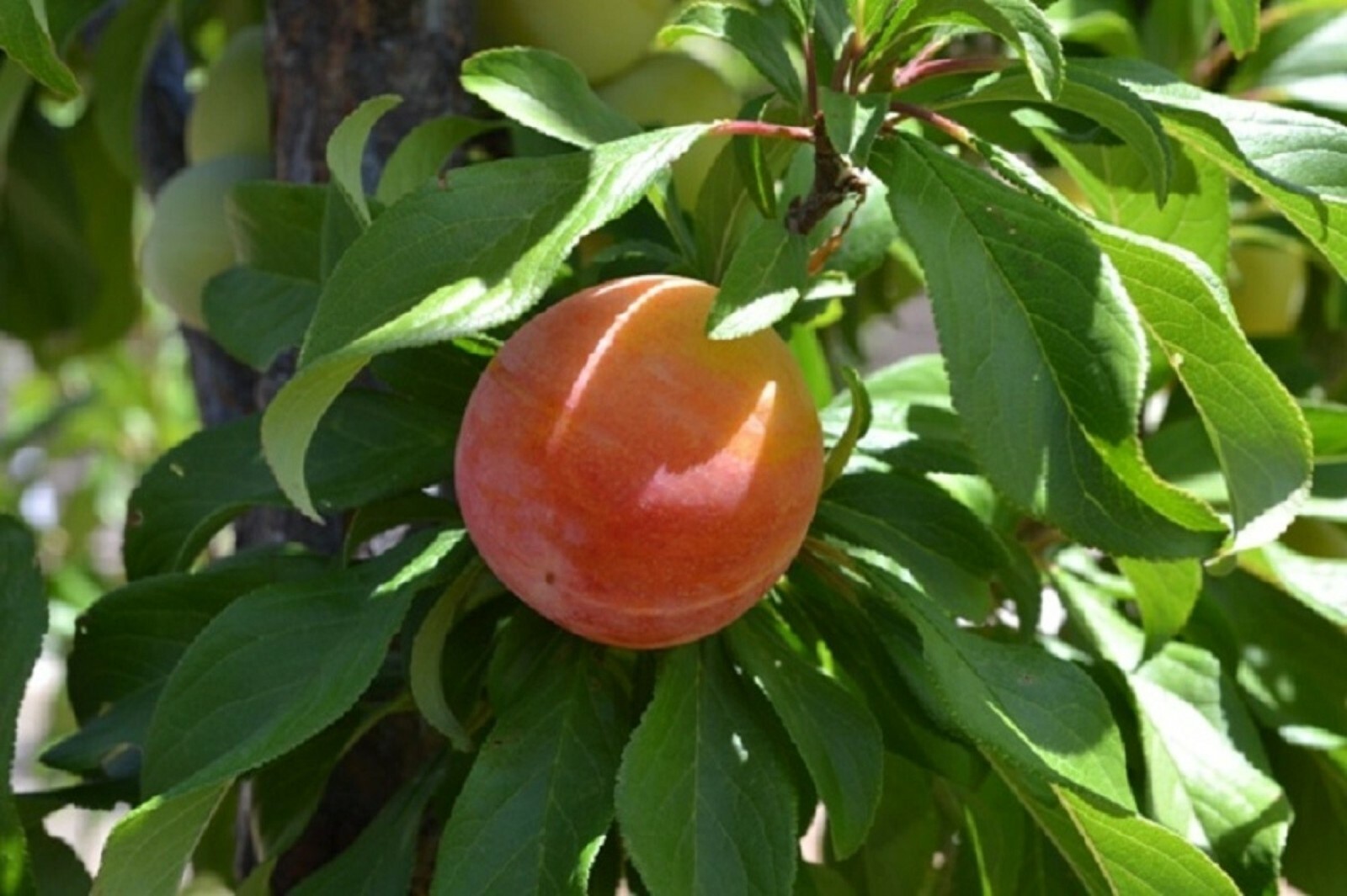 Burbank Plumcot, grafted 1-2 year old tree, 12-14 inches tall