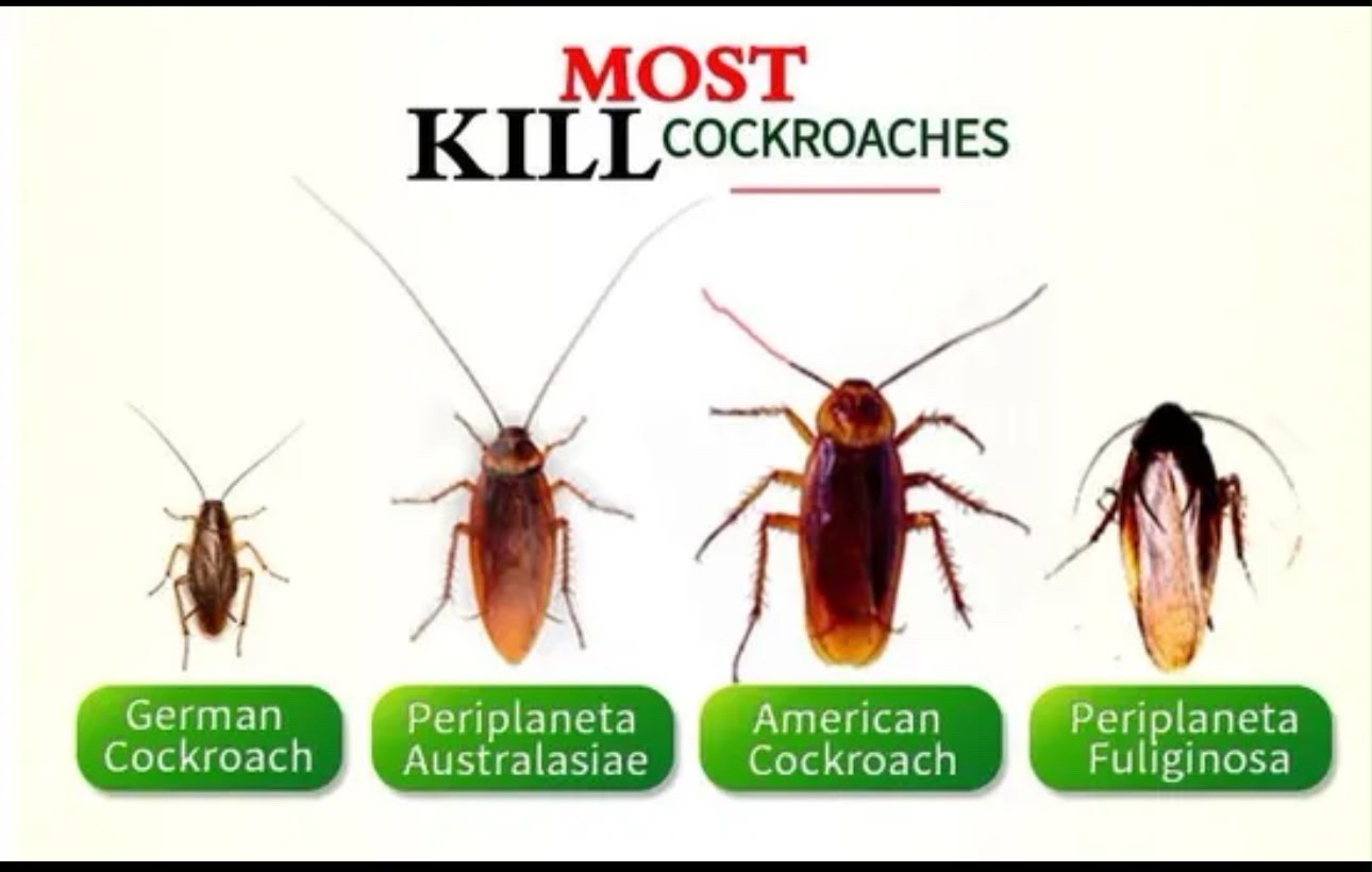 Cockroach killing Bait Powder 5g Odorless Disposable 6pcs kill cockroach + Ants