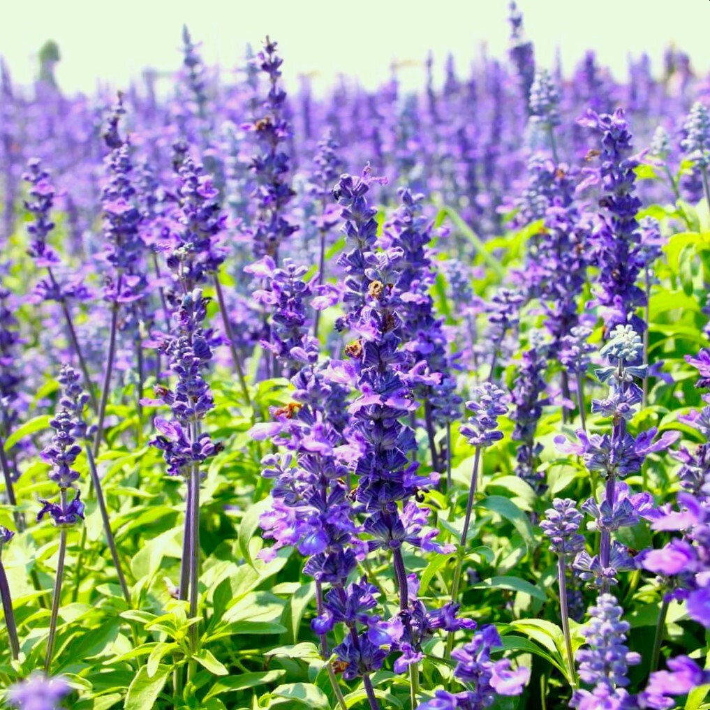 Blue Hyssop Seeds | Hyssopus Officinalis Flower Therapy Medicinal Herb Seed 2024
