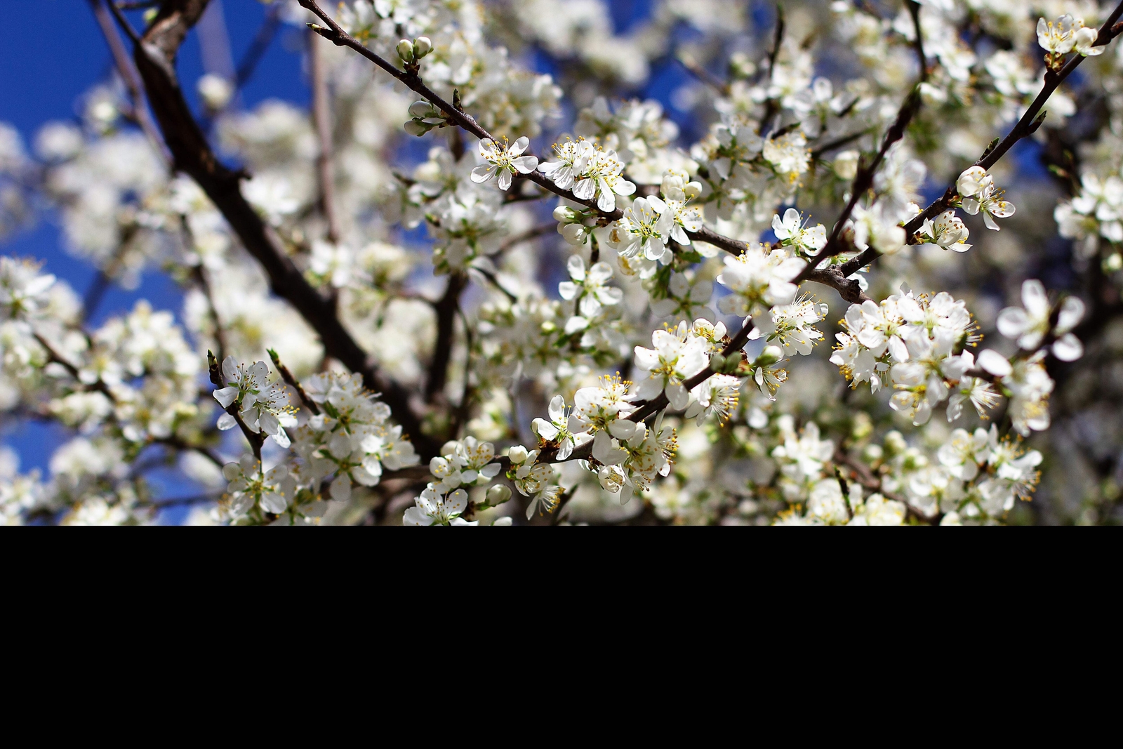 5 COMMON APRICOT Fruit Tree Prunus Armeniaca White Pink Flower Seeds