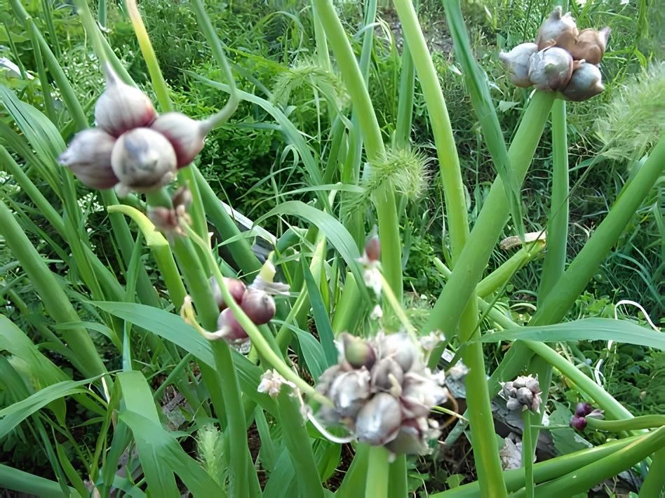 Egyptian walking onion bulbs 12+ (a dozen + bulbs), organically grown
