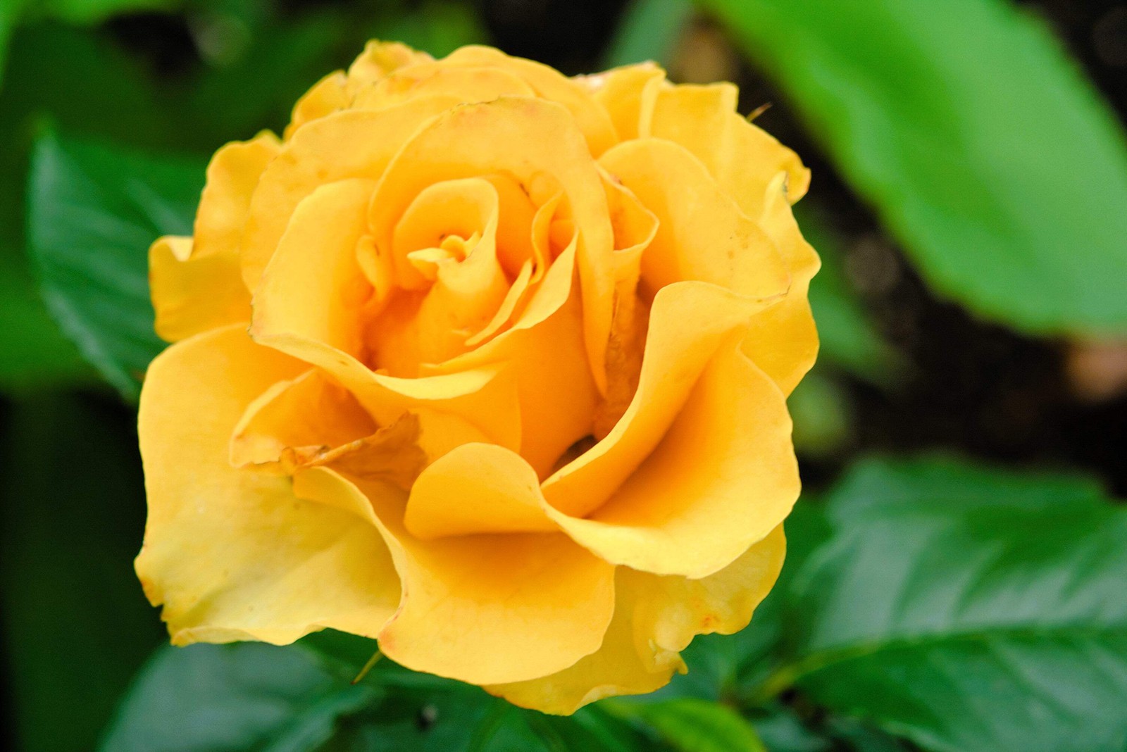 5 YELLOW ROSE Rosa Bush Shrub Perennial Flower Seeds *Flat S/H