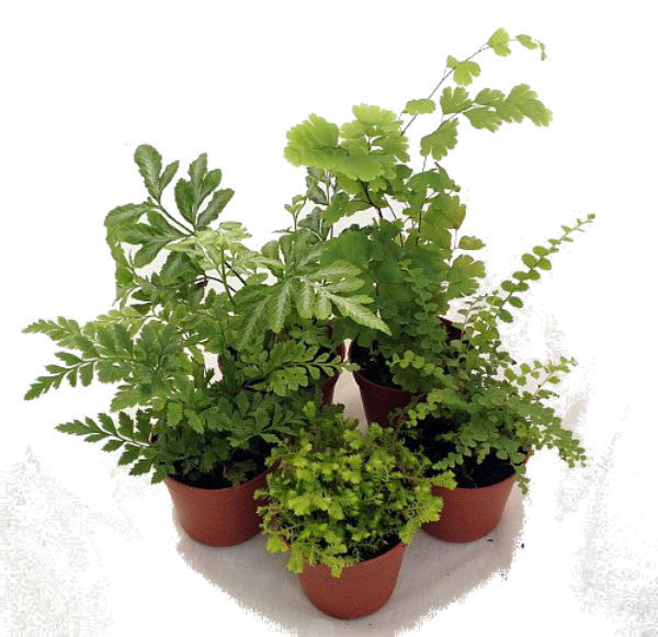 5 Different Live Plants Mini Ferns for Terrariums Fairy Garden 2″ Pots