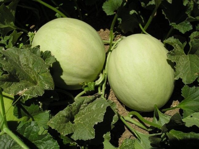 Honeydew Green Flesh Melon Seeds, NON-GMO, Variety Sizes Sold, FREE SHIPPING