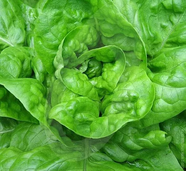 2000 Lettuce Seeds – Butterhead – All Year Round – NON-GMO – Always Fresh Seeds!