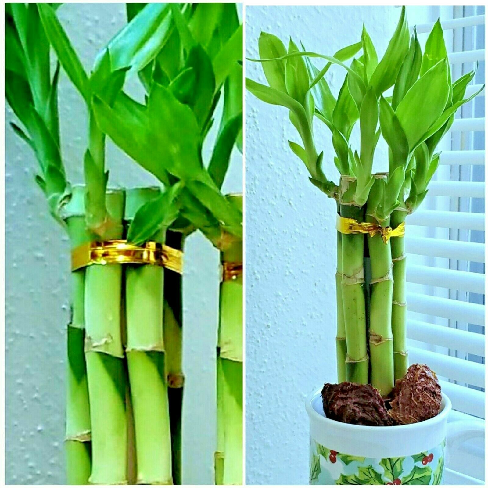 7 Lucky Bamboo Plant 4″ Stalks, Feng Shui, GIFT, LIVE PLANT, Wedding Favors