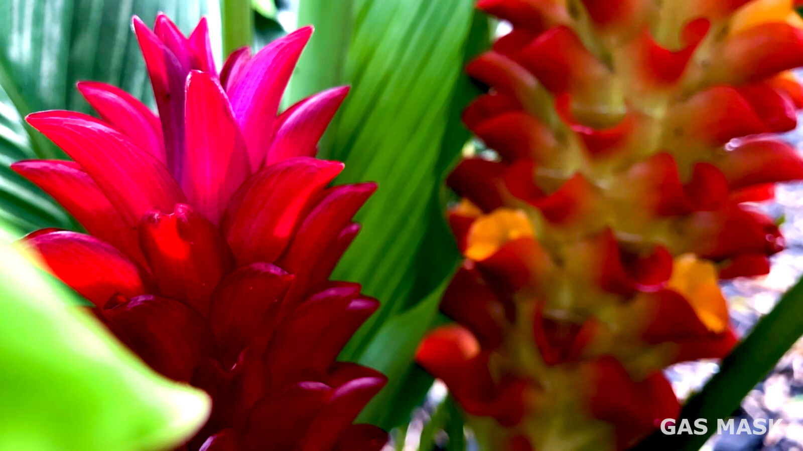 Rainbow Ginger Rhizome (Curcuma), Live Plant, Rainbow Bloom & Lush Green Leaves
