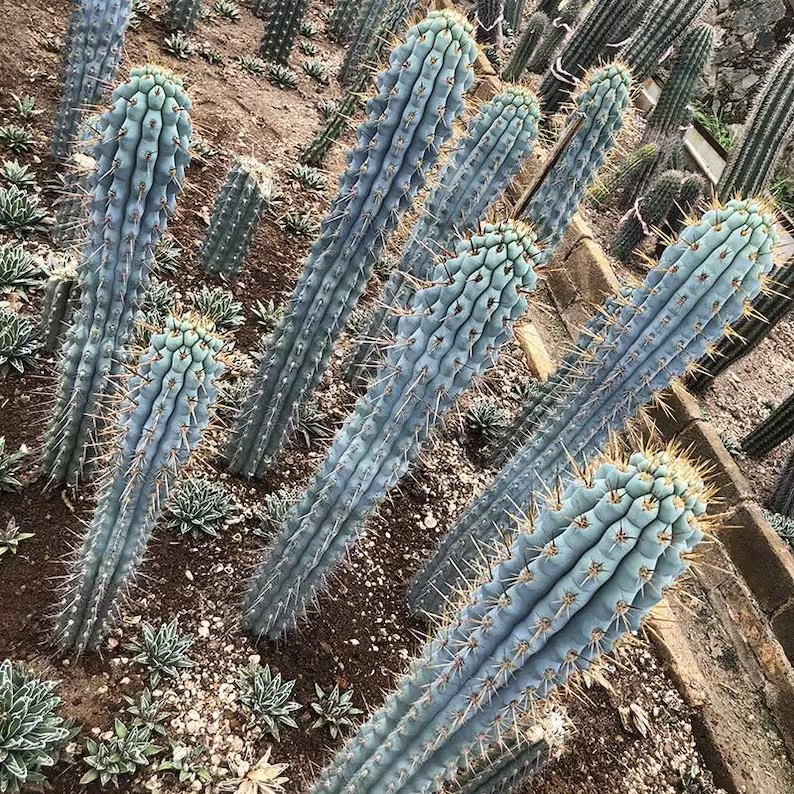 10 ‘BLUE CEREUS” CACTUS SEEDS (Browningia hertlingiana) RARE Tree Like Cacti