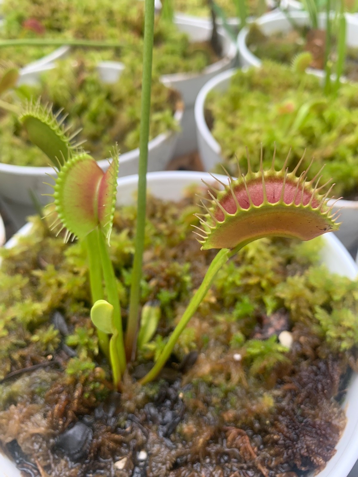 100+ Venus Flytrap seeds + Maxsea plant food