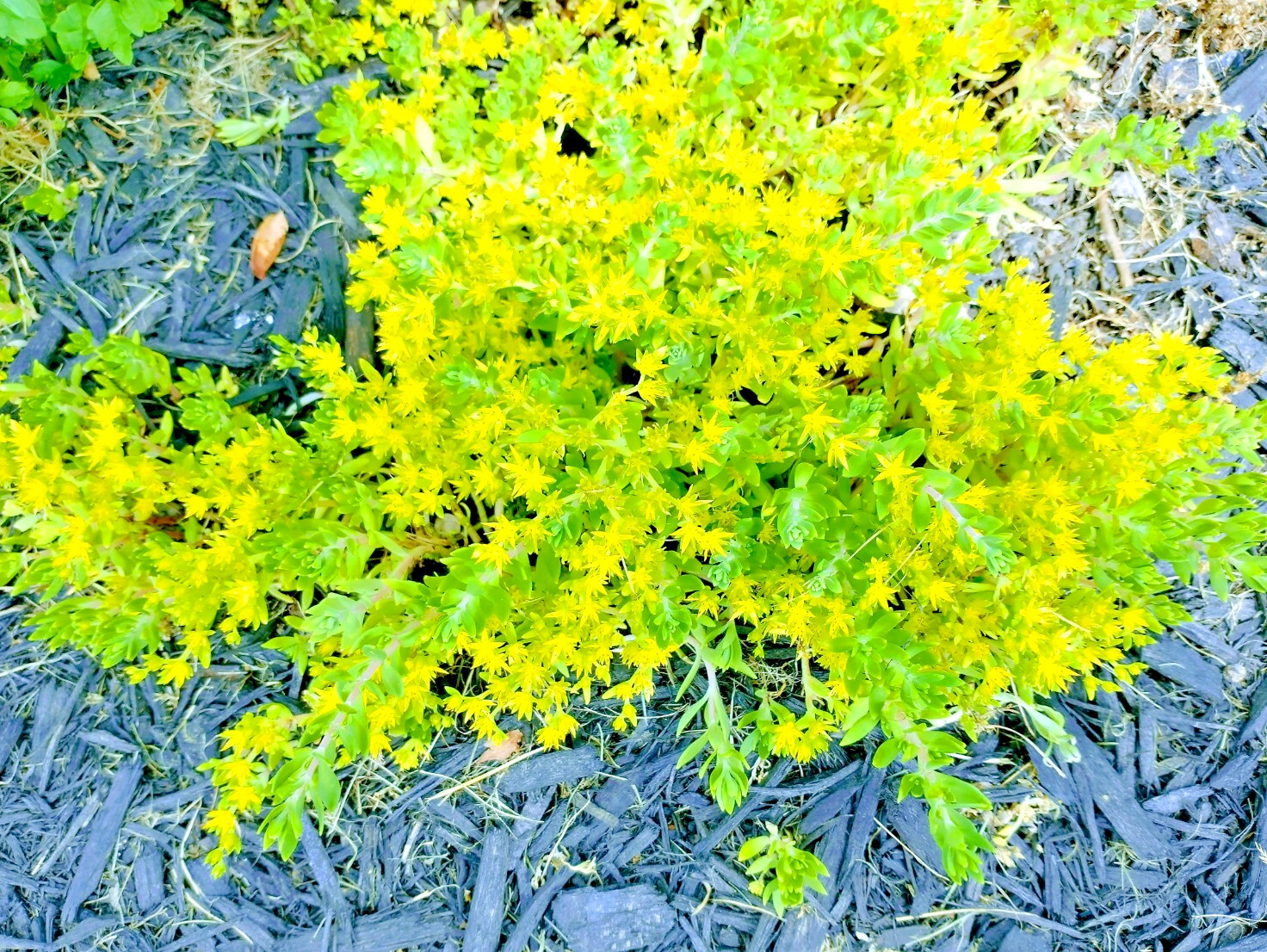 Creeping Sedum cuttings Groundcover Perennial 49 plants 1 “