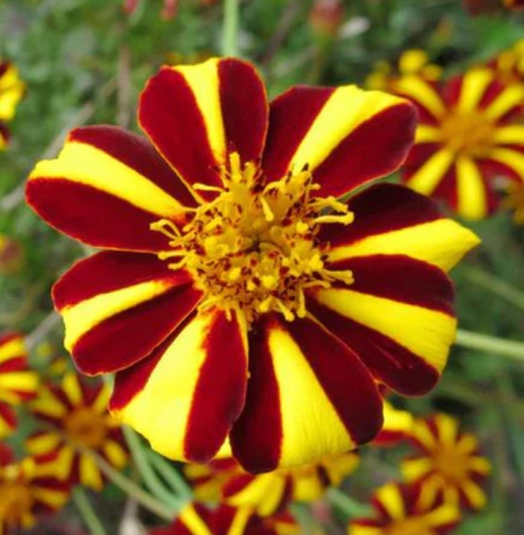 150+ Court Jester Marigold Seeds **Fresh Seeds* ~~Free Shipping~~