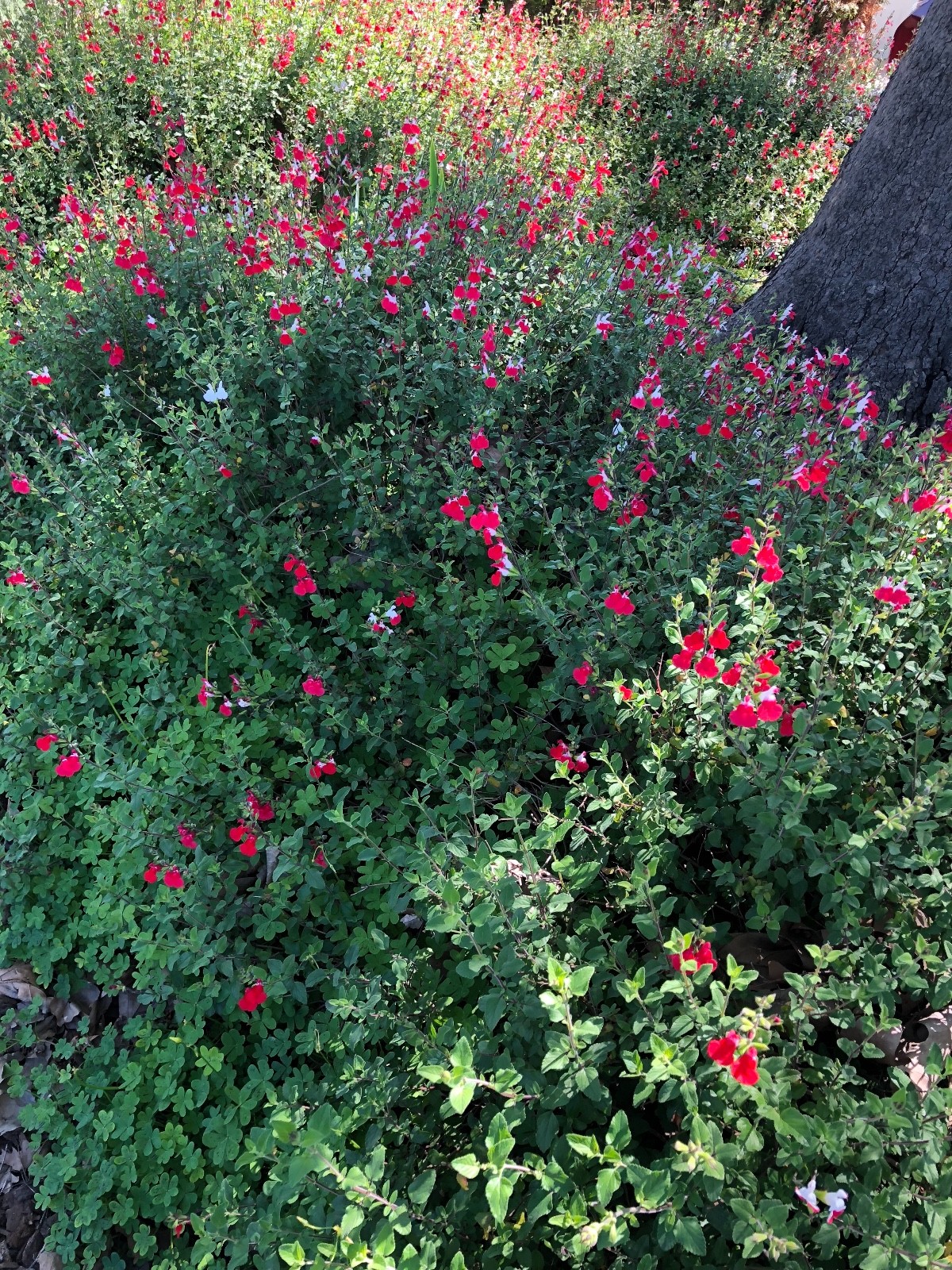Organic Live USA Red Autumn Sage (Salvia Greggii) 15+ Cuttings + Box Shipping