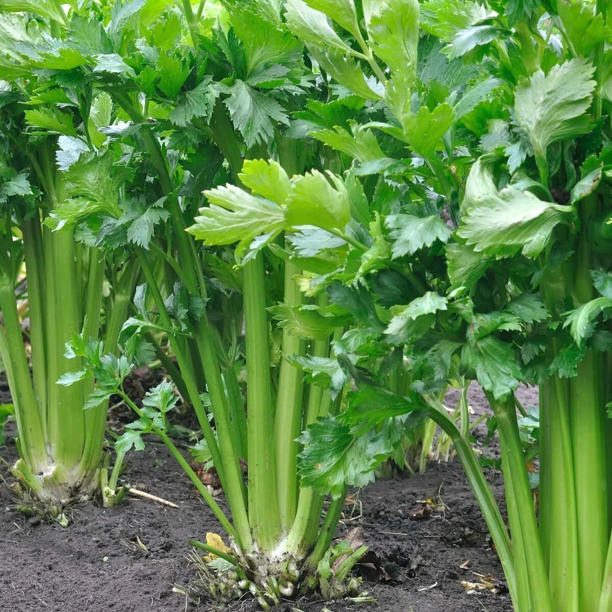 Celery Tall Utah Seeds, Tender Crunchy, Garden Favorite, Non-GMO, Free Shipping