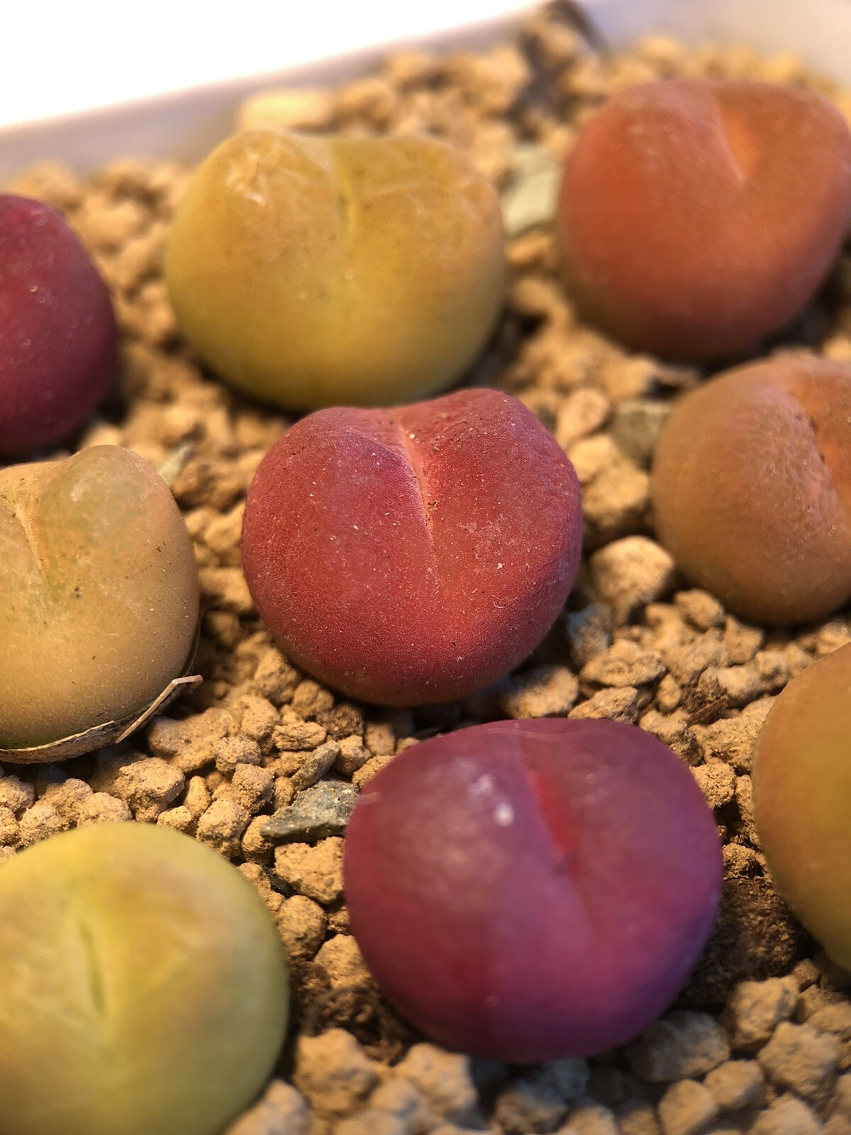 Randomly Pick Conophytum maughanii, Live plants (Small, RED/Green/Orange)