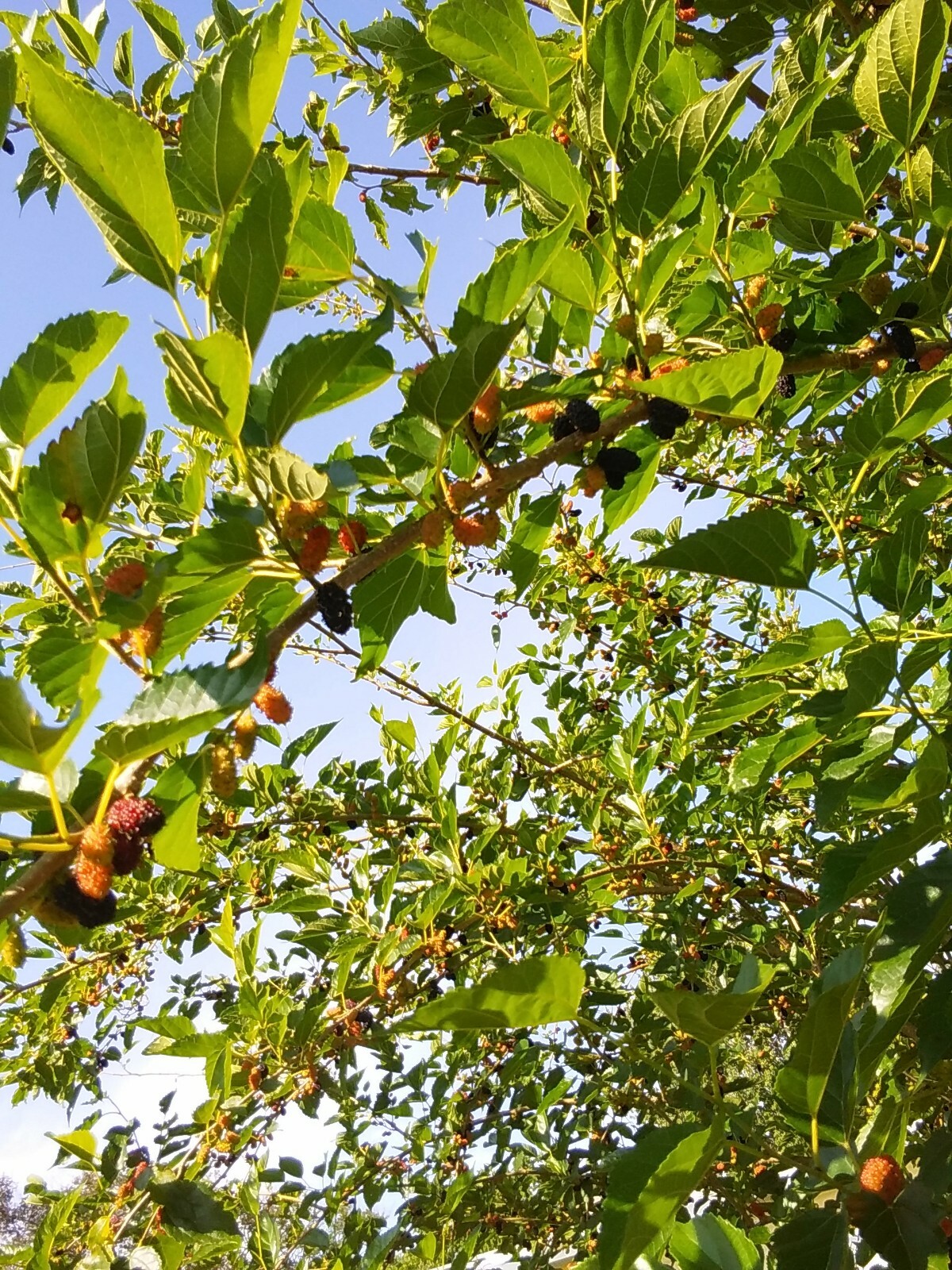2 Live Rooted Red Black Mulberry Tree 10-14″Organic Fruit & Leaves Edible