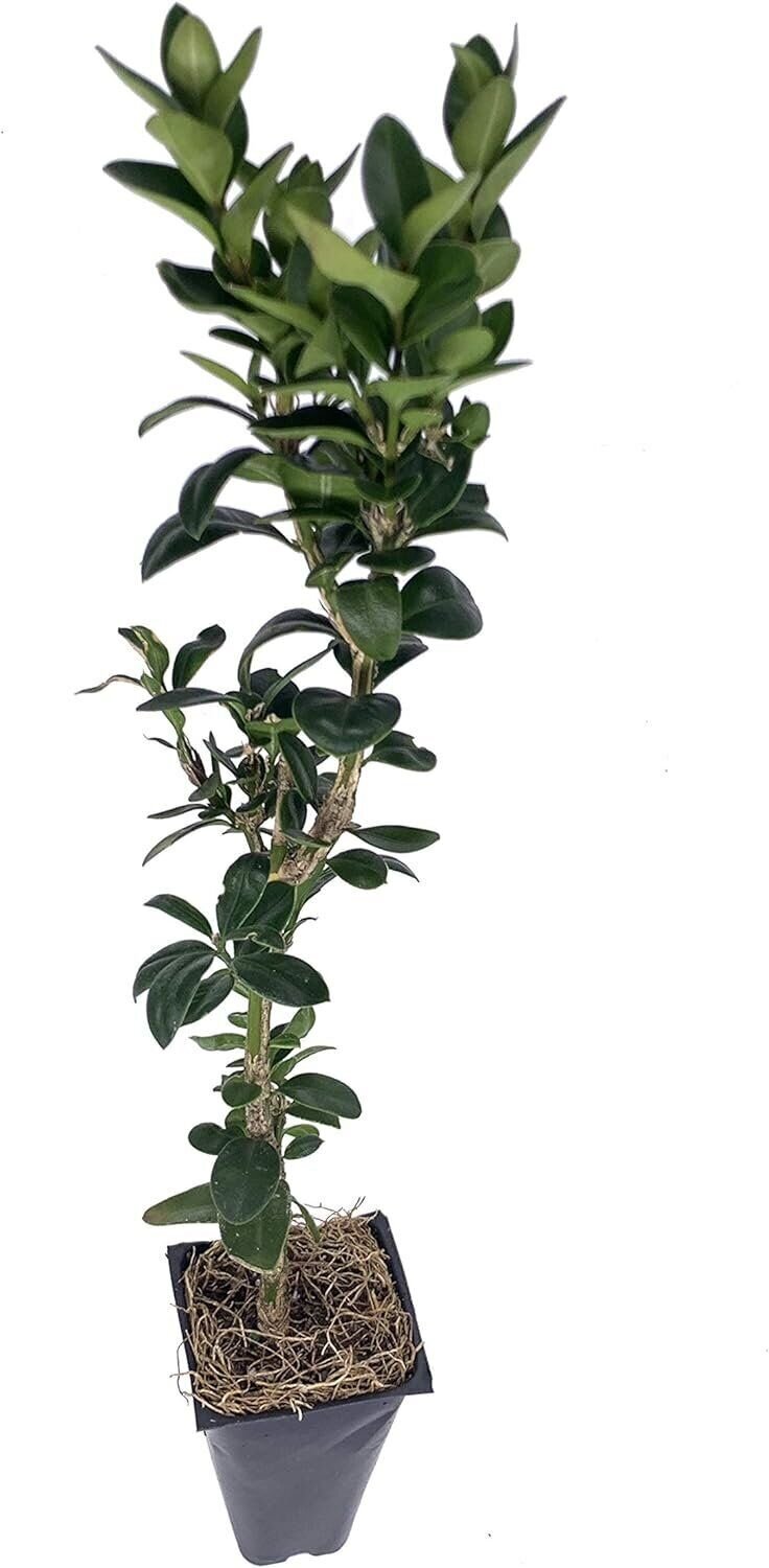 Green Mountain Boxwood – Live Plants – Buxus – Fast Growing Cold Hardy Formal…