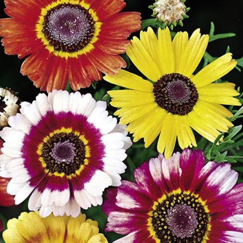201+CHRYSANTHEMUM Painted Daisy Mix Seeds White Purple Red Yellow Patio/Garden