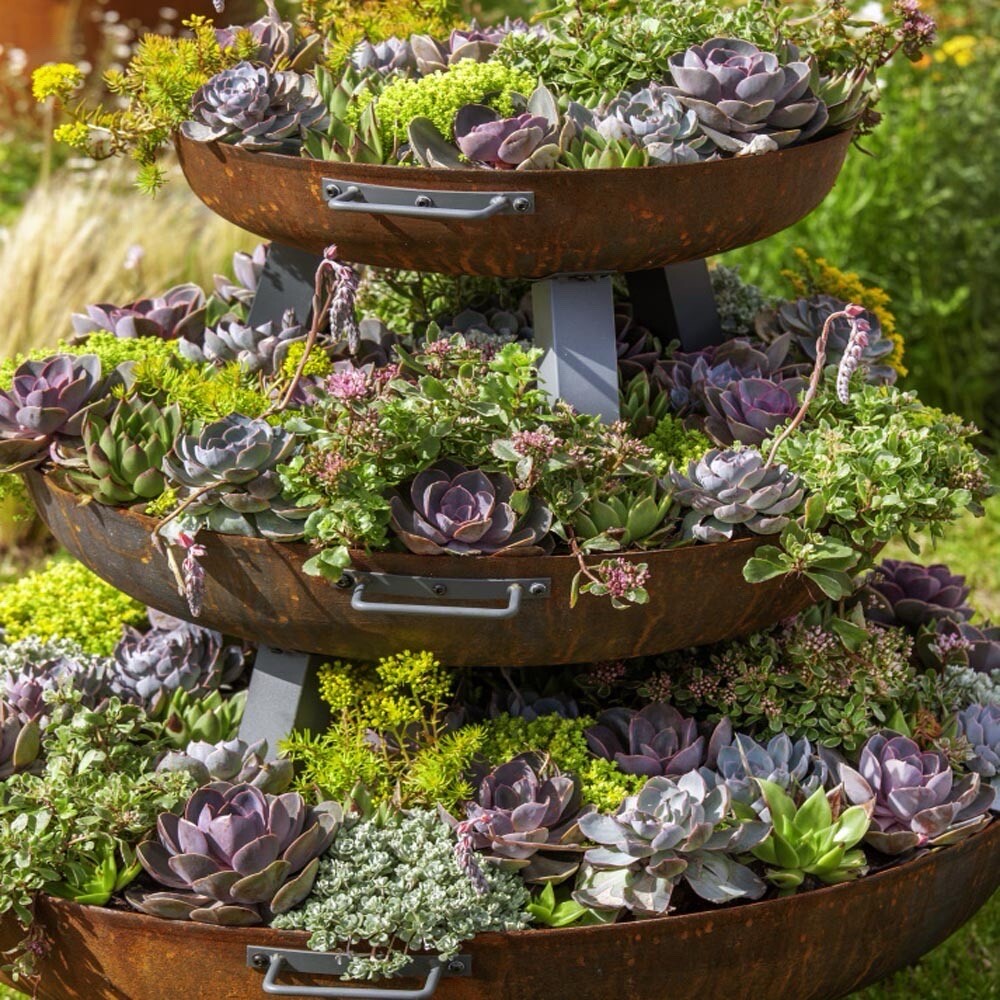 25+ Mixed Cactus seeds , mix succulent seeds | USA Free Shipping .
