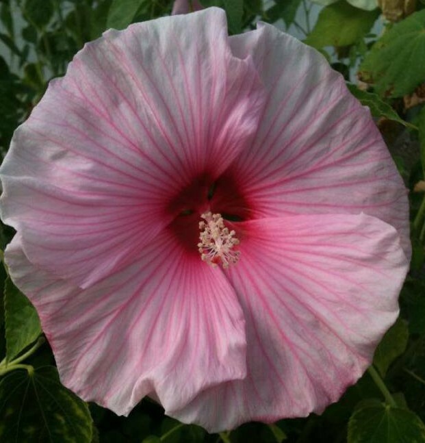 ROSE MALLOW SEEDS 200+ LAVETARA TRIMESTRIS mixed colors FLOWERS Free Shipping