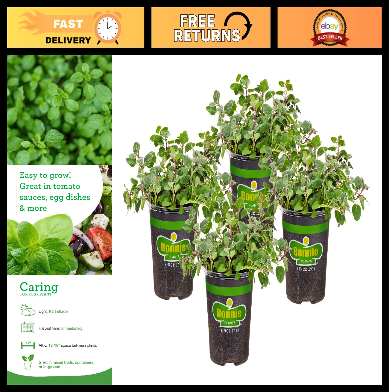 Live Greek Oregano Herb Plants – 4 Pack, Perennial, Ideal for Cooking, Zones 5-9