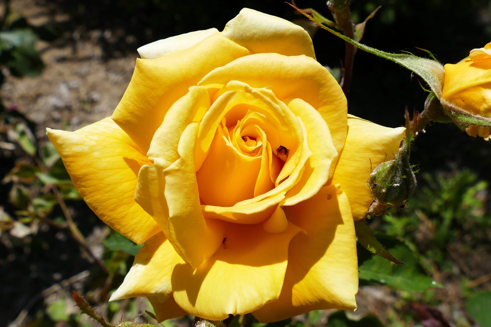 5 YELLOW ROSE Rosa Bush Shrub Perennial Flower Seeds *Flat S/H