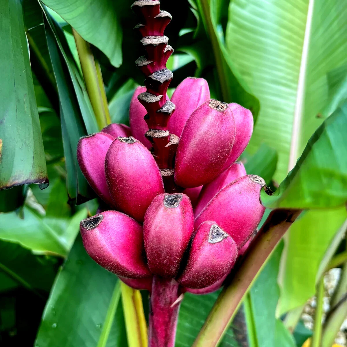 10 Pink Dwarf Banana Tree Fruit Plant Seeds (Musa velu.) Rare Fast Hardy-Zone 7b
