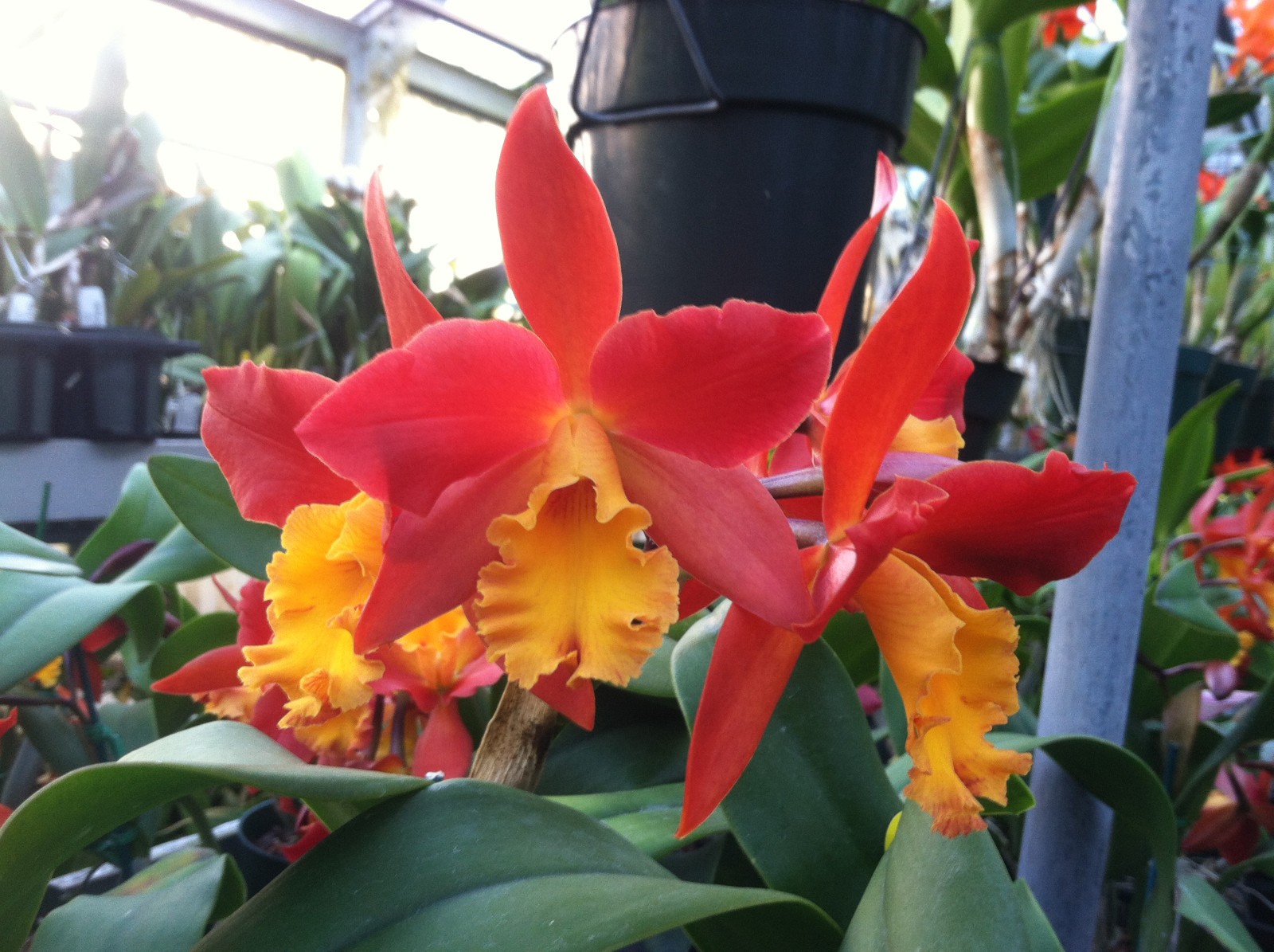 Blc. Lily Marie Almas `MGR’ AM/AOS Cattleya Orchid Plant