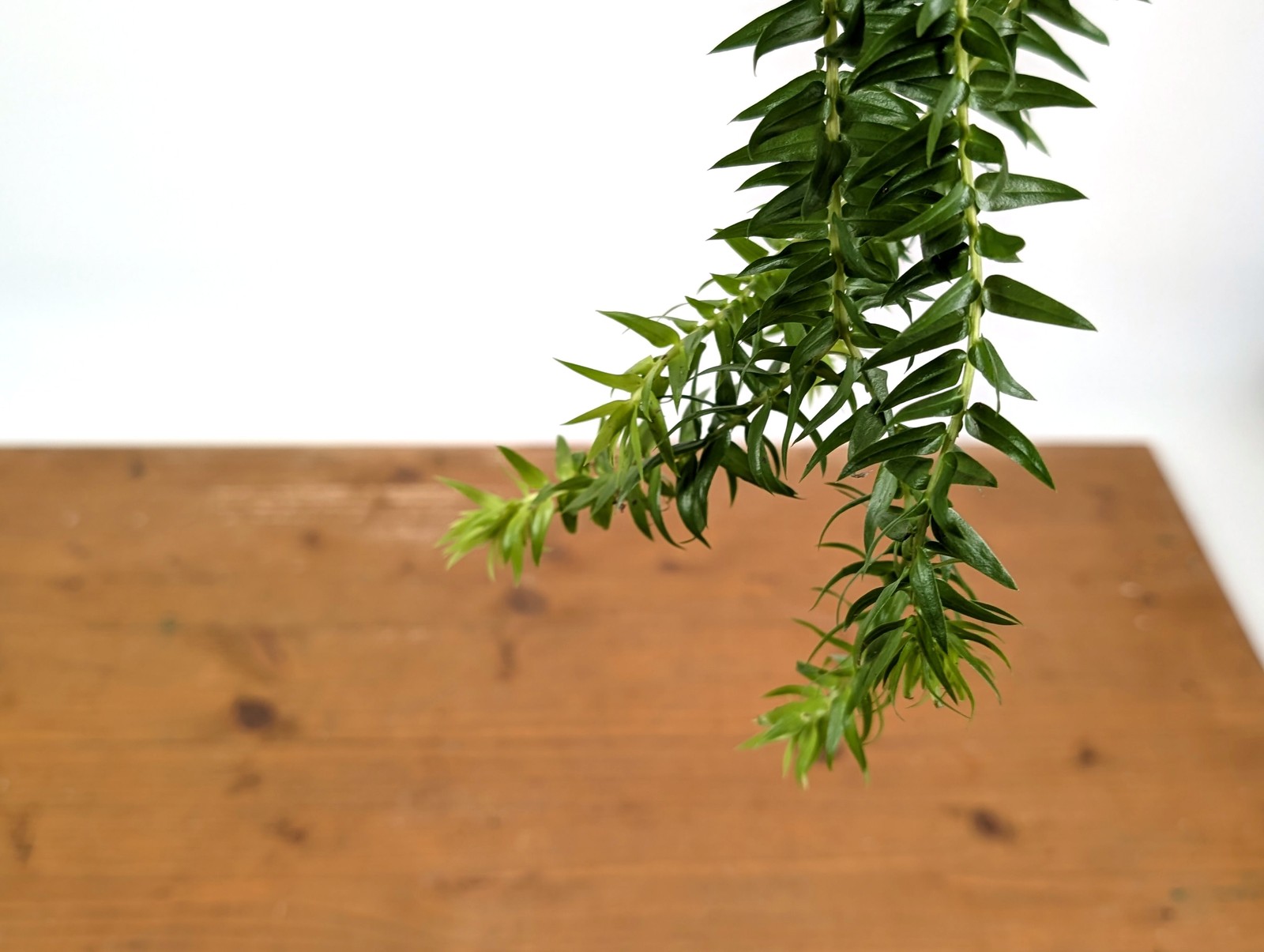 Huperzia Goebelii Green