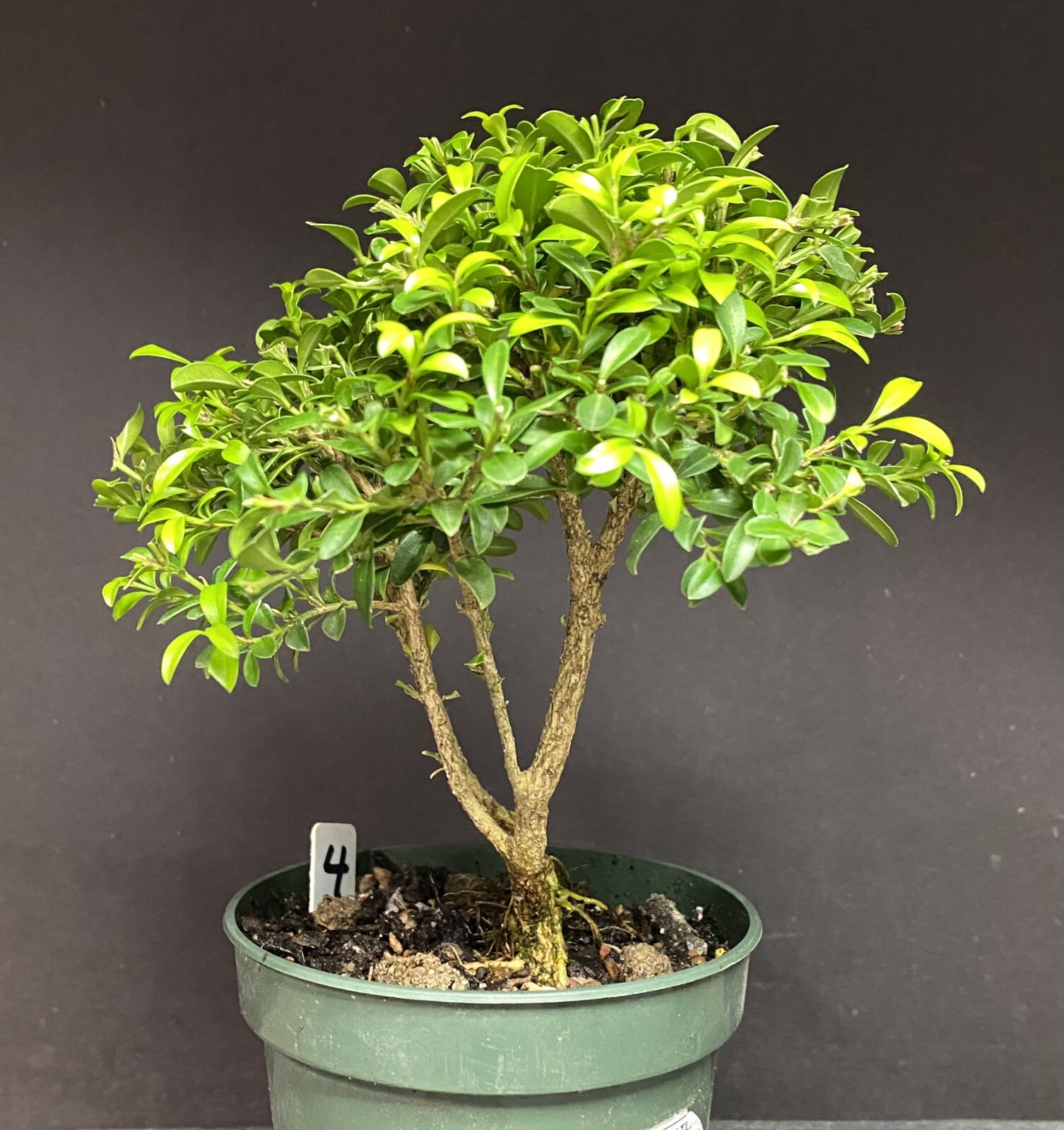 Bonsai Tree Kingsville Boxwood Pre Bonsai 8-10 Years Ready To Pot Up As Bonsai
