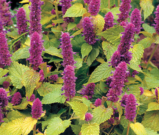 ANISE HYSSOP GOLDEN JUBILEE Agastache Foeniculum – 20 Seeds