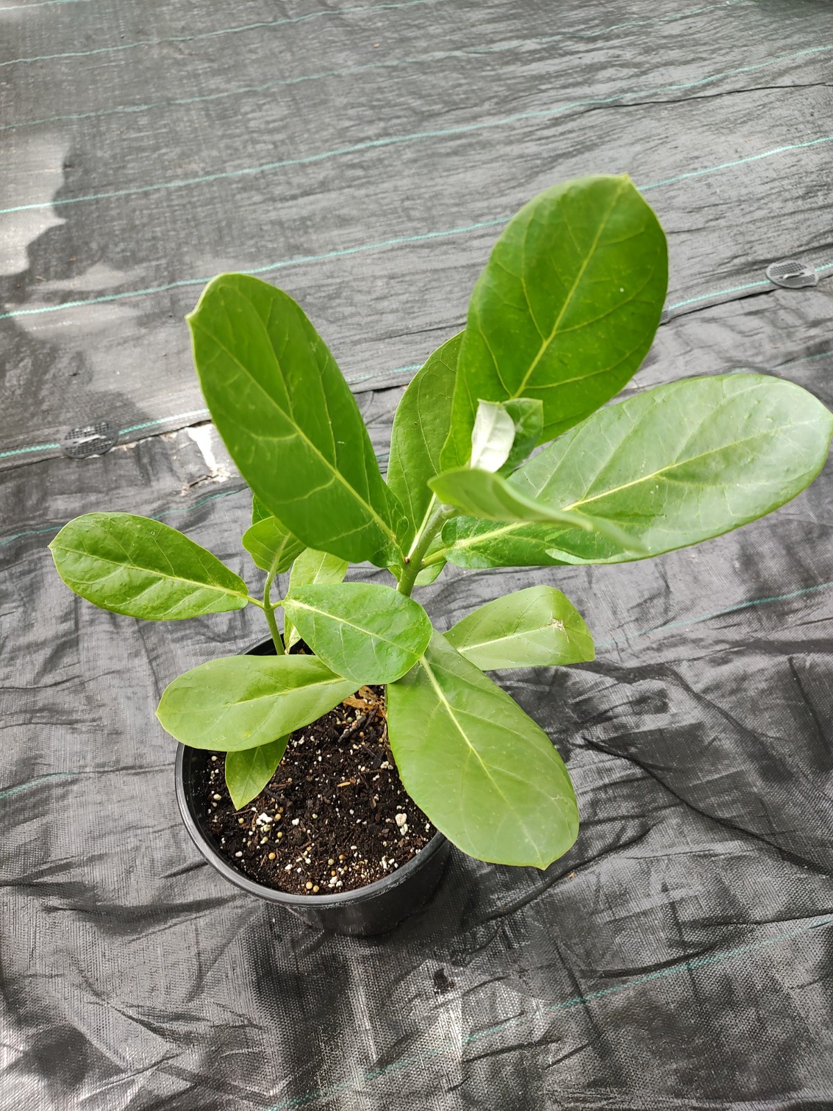 Giant milkweed One Gallon Pot Free Shipping From USA