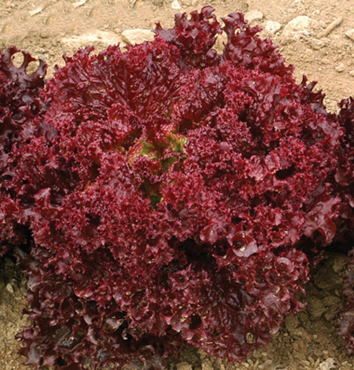 Lolla Rosso Darky Leaf Lettuce Seeds, Deep Red, Summer Salad, NON-GMO, FREE SHIP