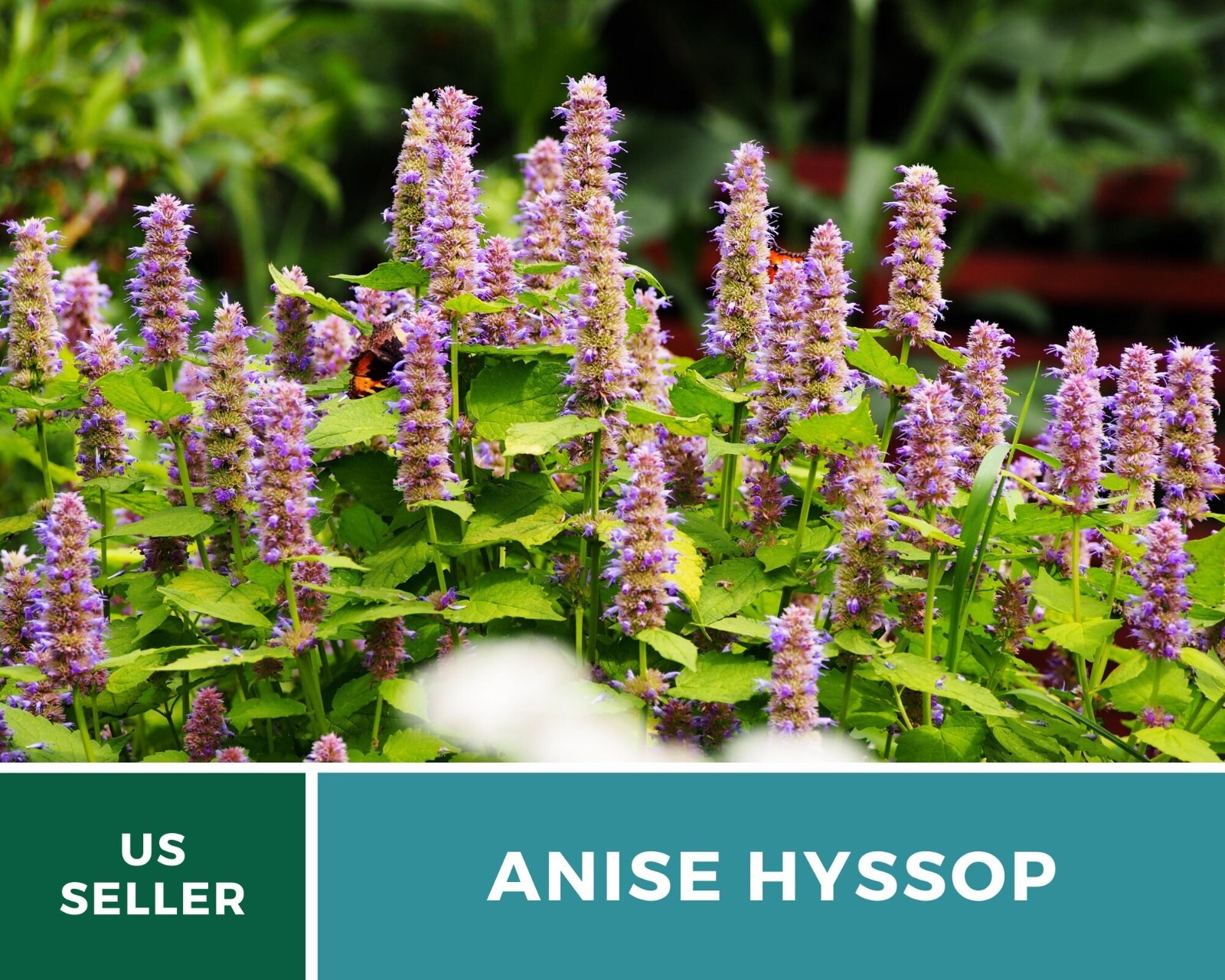 Hyssop, Anise – 200 Seeds – Culinary & Medicinal Herb – Agastache foeniculum