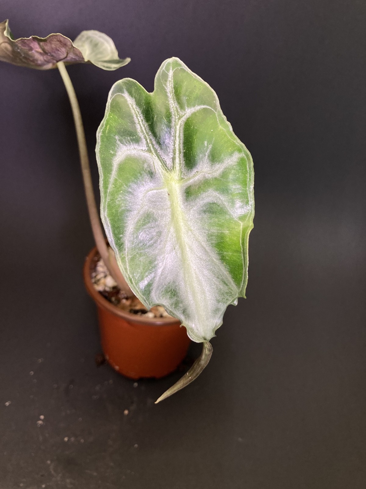 🌿 Alocasia Venom G1 | House of Soleb Green Label Release 🌿