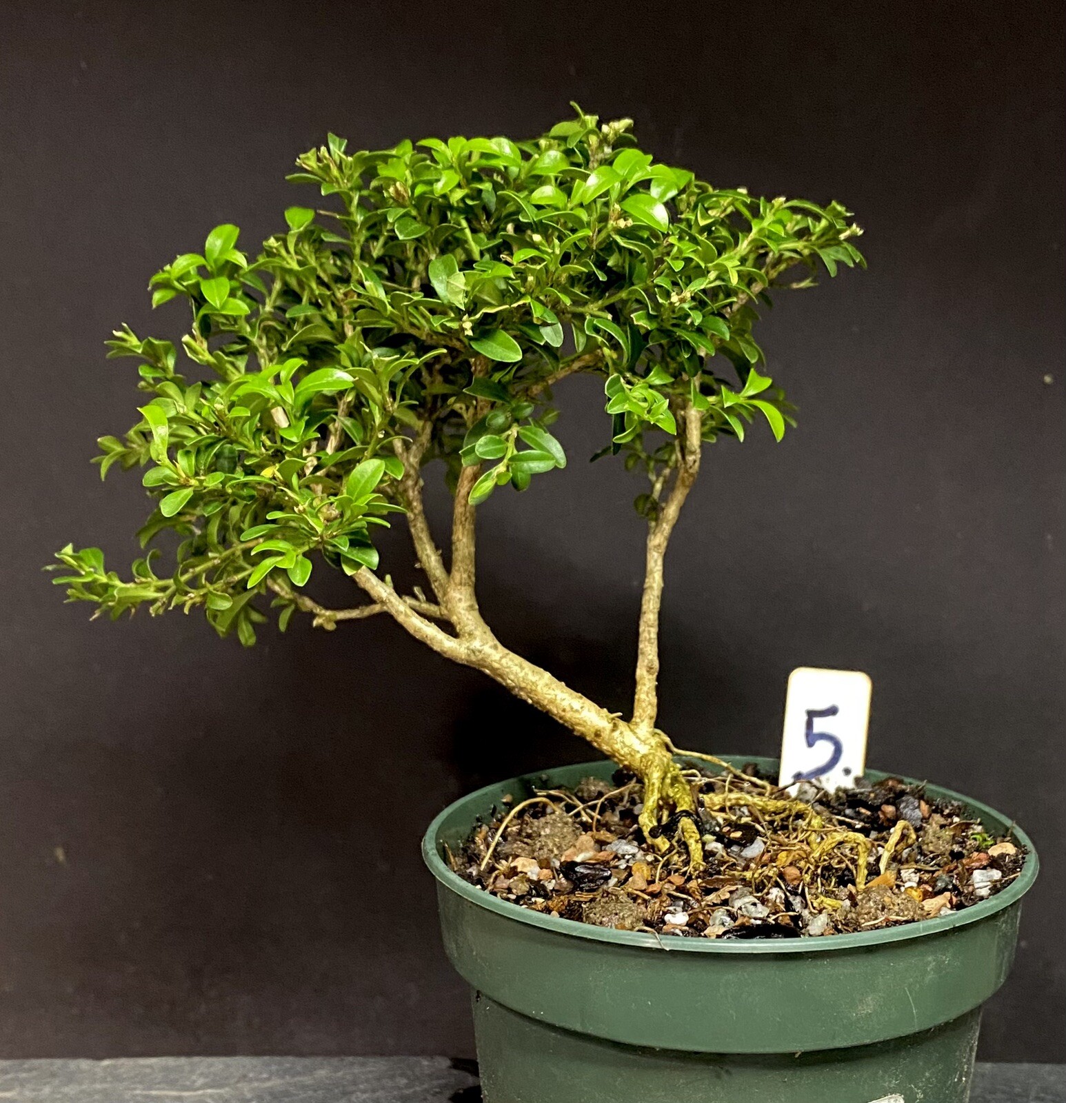 Bonsai Tree Kingsville Boxwood Pre Bonsai 8-10 Years Ready To Pot Up As Bonsai