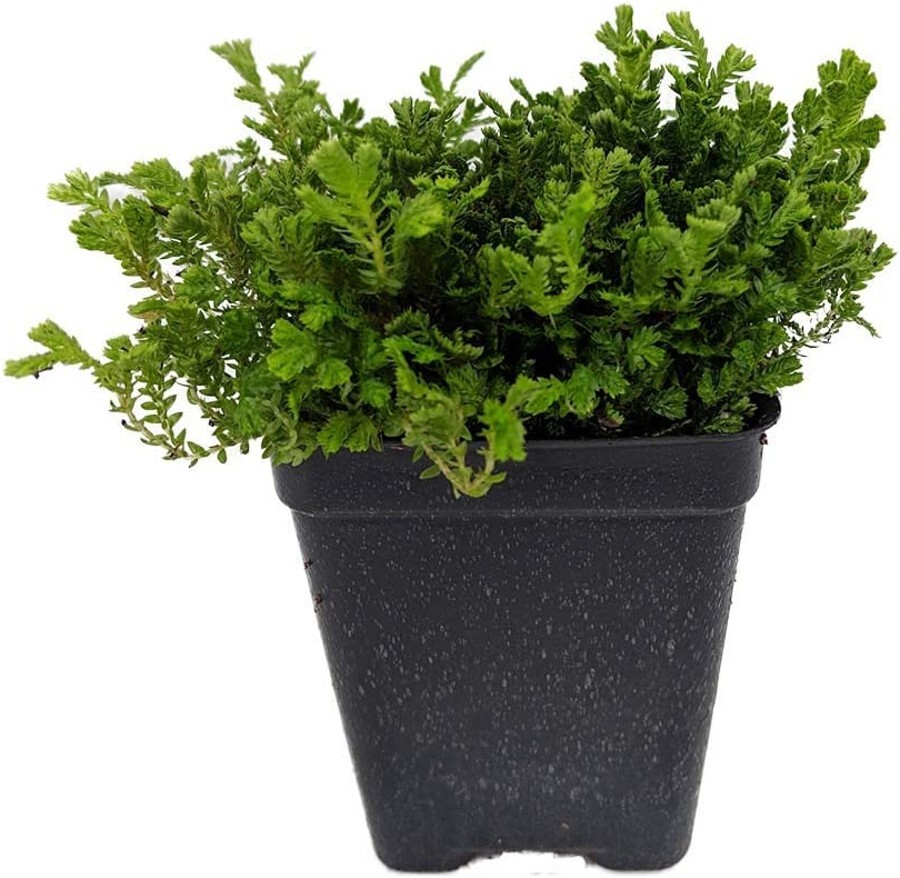 Selaginella Spikemoss Green Clump Of Leaves Terrarium Garden Live Plant 2.5″ Pot