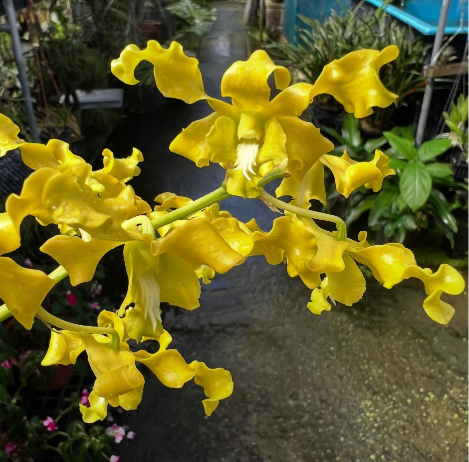Dendrobium Discolor v. Broomfieldii Orchid Antelope Sect. Spathulata