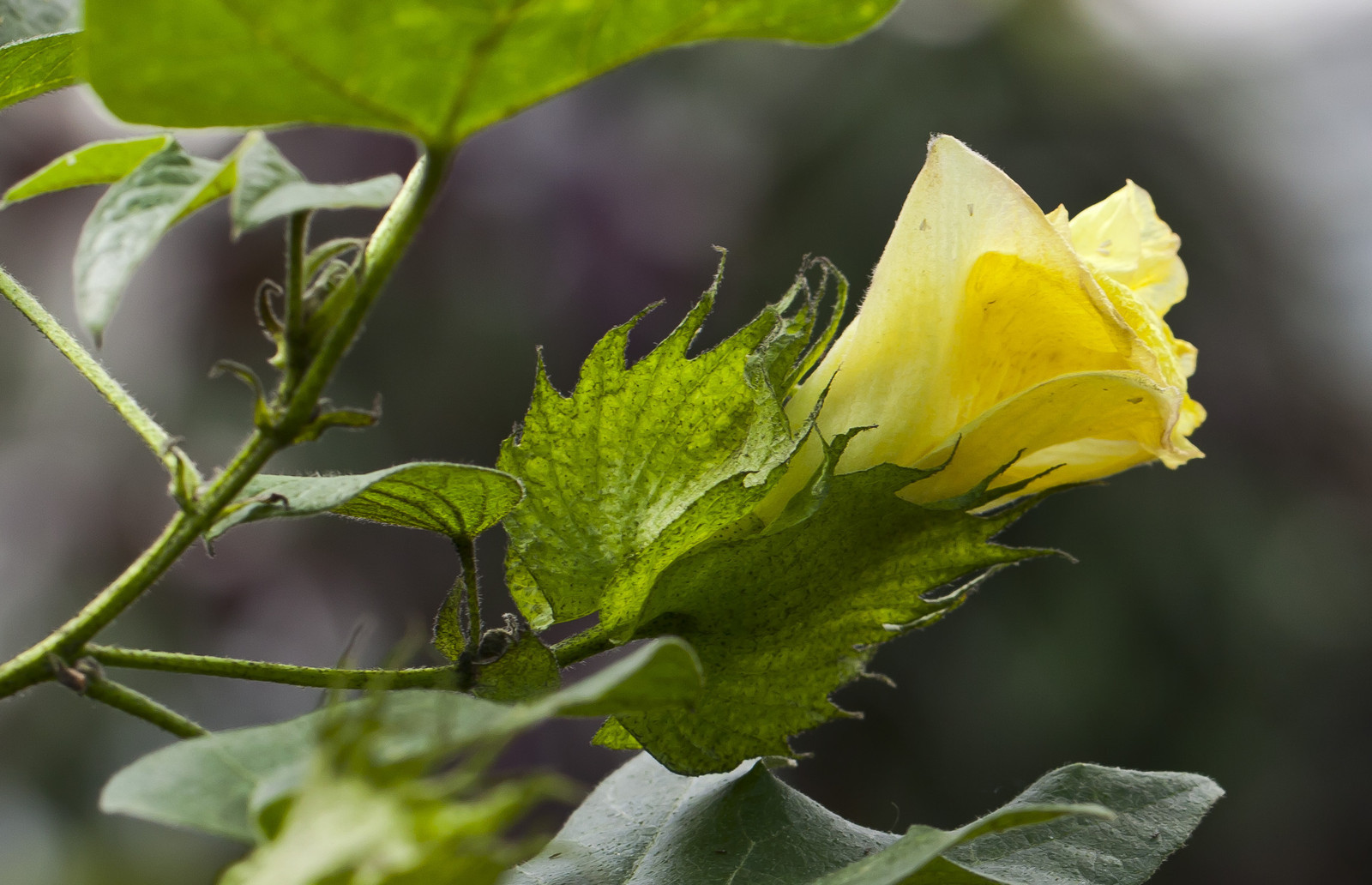 Gossypium arboreum TREE COTTON SEEDS!