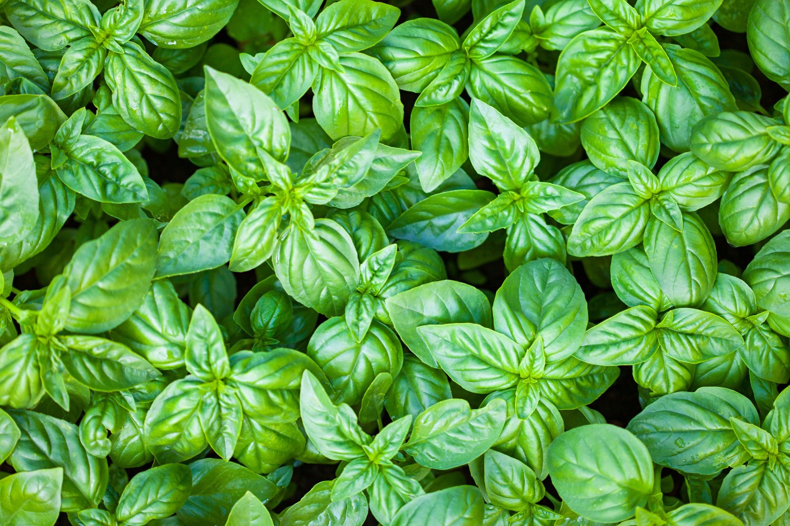 2,000 Italian Large Leaf Basil Seeds – Heirloom – Sweet Genovese Type – Organic