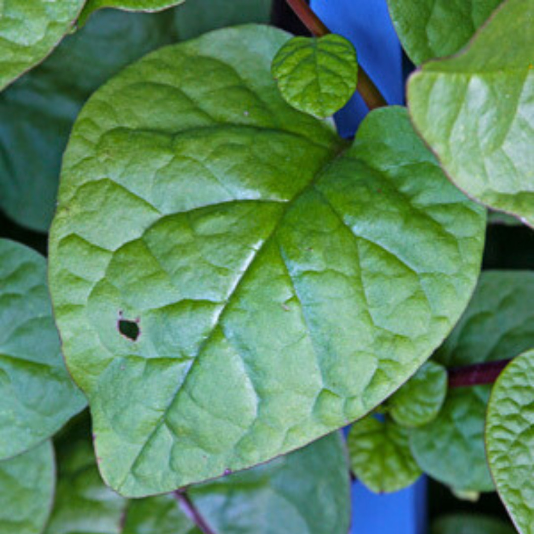 Fresh Green Malabar Spinach Seed | Mong Toi | Heirloom Non-GMO | Asian Vegetable
