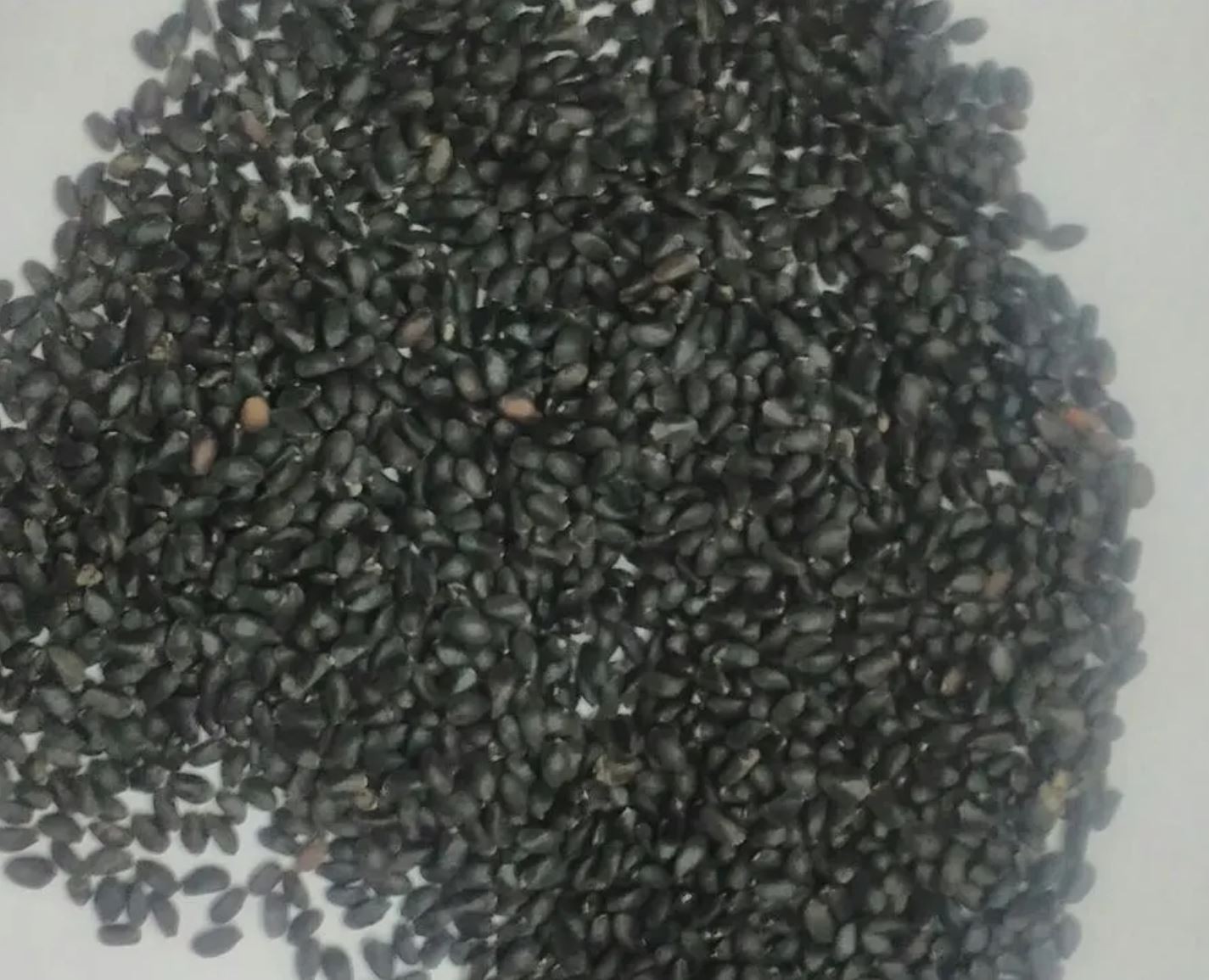 2,000 Italian Large Leaf Basil Seeds – Heirloom – Sweet Genovese Type – Organic