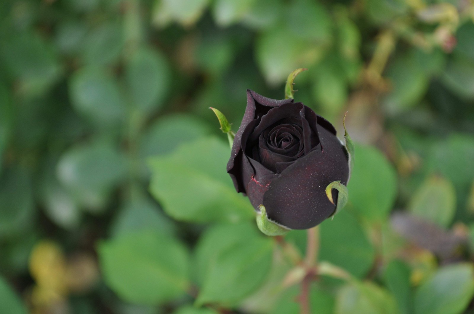 5 BLACK ROSE Rosa Bush Shrub Perennial Flower Seeds *Flat S/H