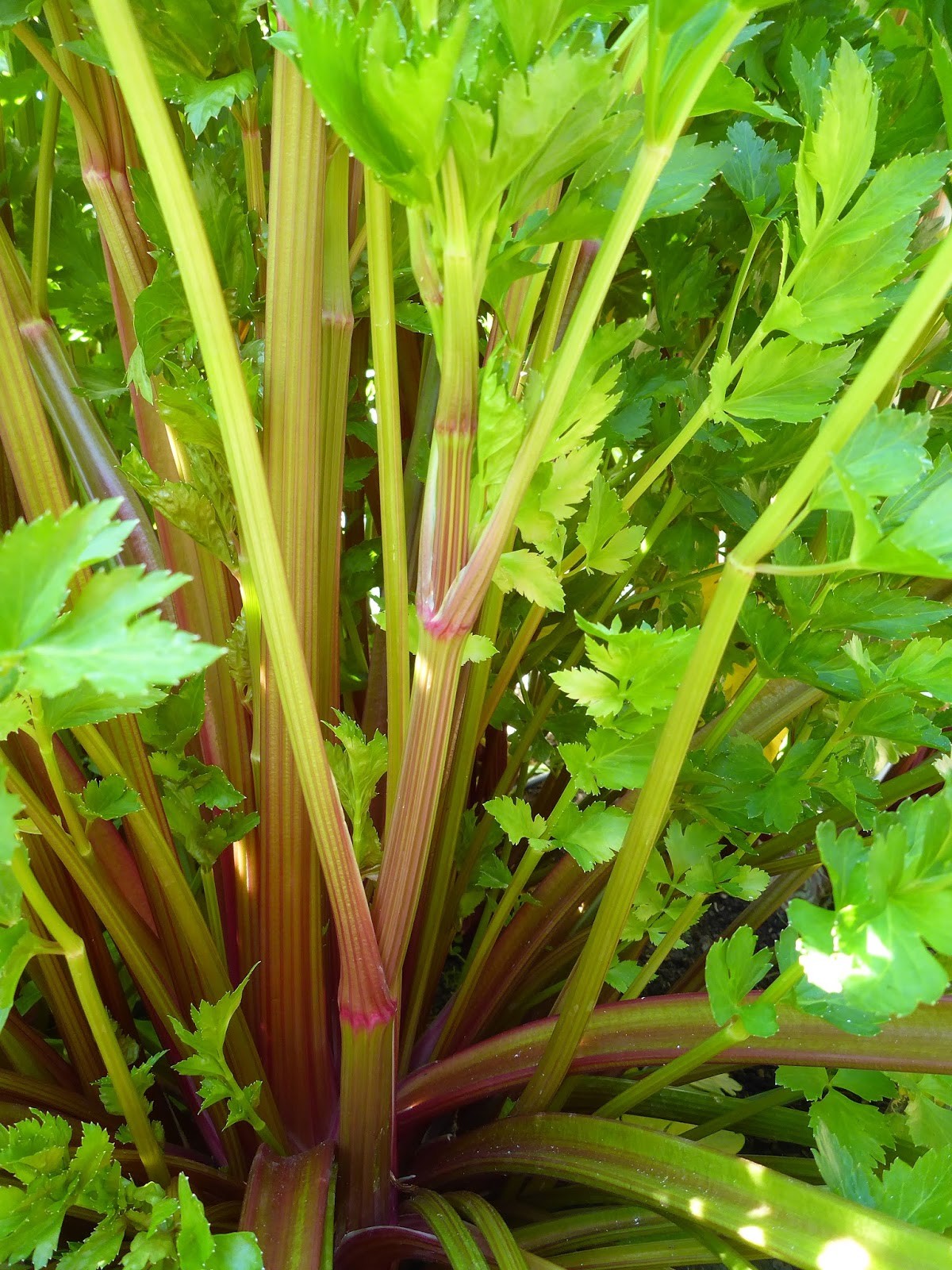 RARE✿ NEW! Heirloom Pink Plume Celery 30+ Seeds ●Dark Purple Stalks