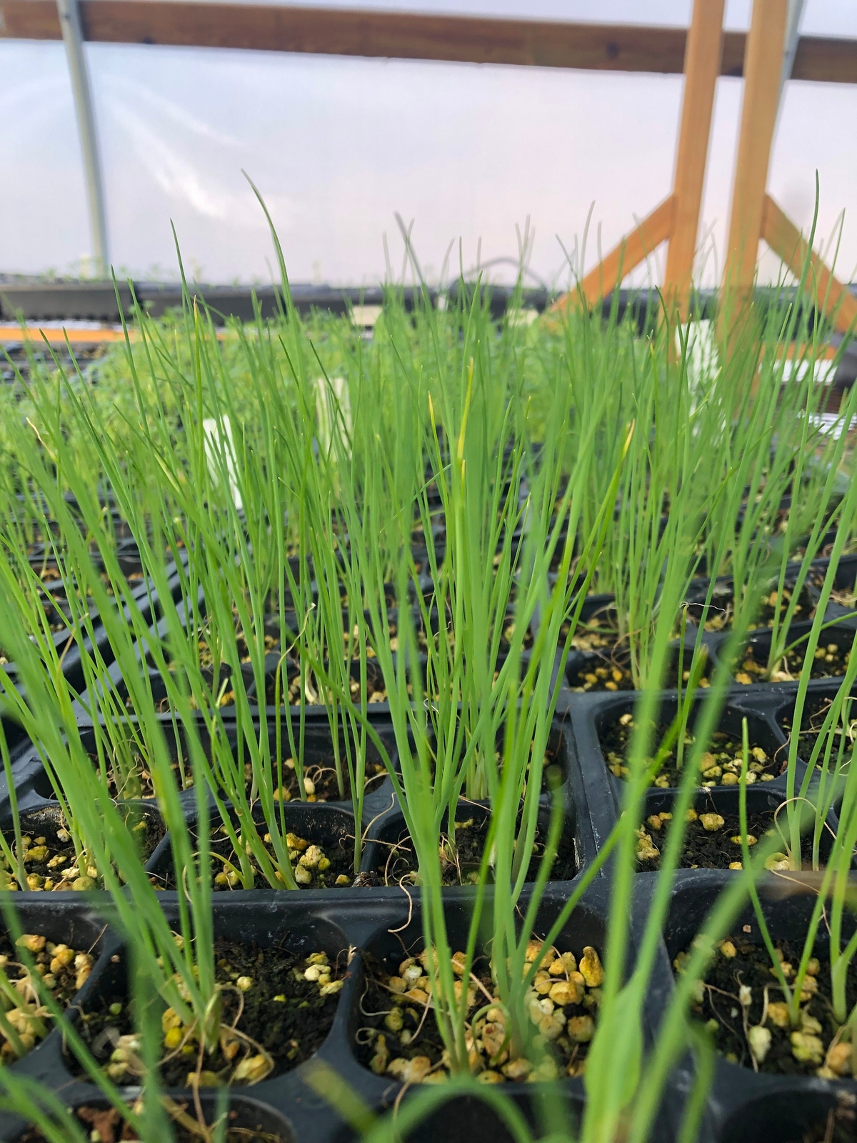 Chive Live Plants – Seedlings/Plugs- 4″- 5″ tall – 40-60 days old.