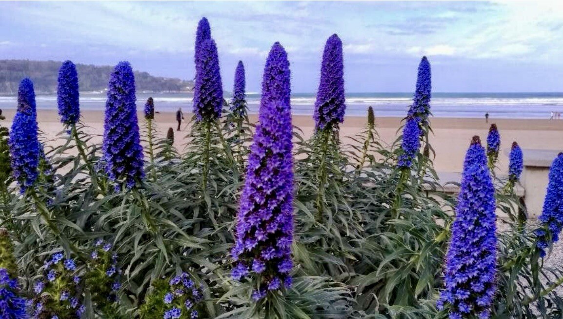 Pride of Madeira, Echium Candicans – 1 Seedling about 4 inches – USA