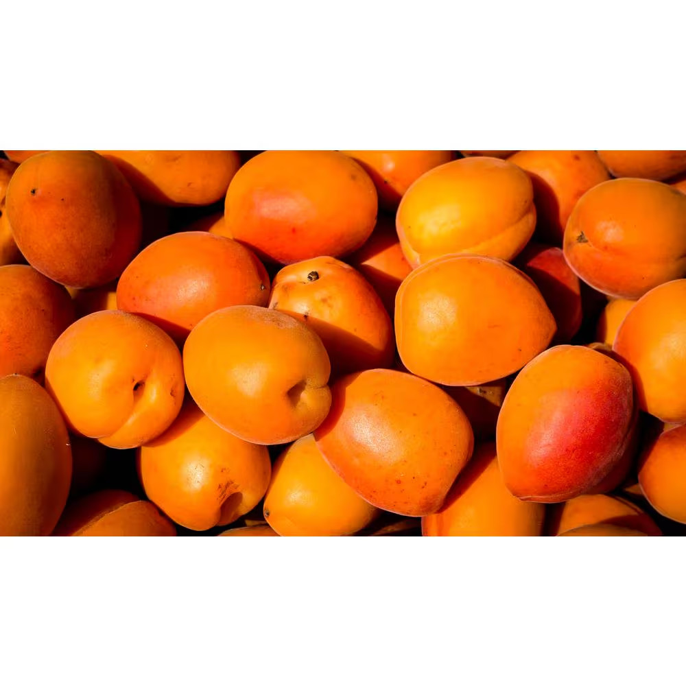 Dwarf Goldcot Apricot Tree Bare Root Free Ship NEW