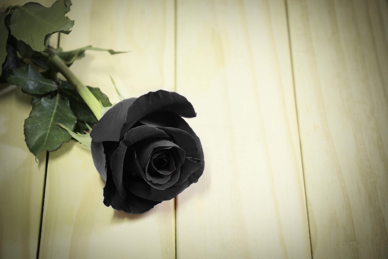 5 BLACK ROSE Rosa Bush Shrub Perennial Flower Seeds *Flat S/H