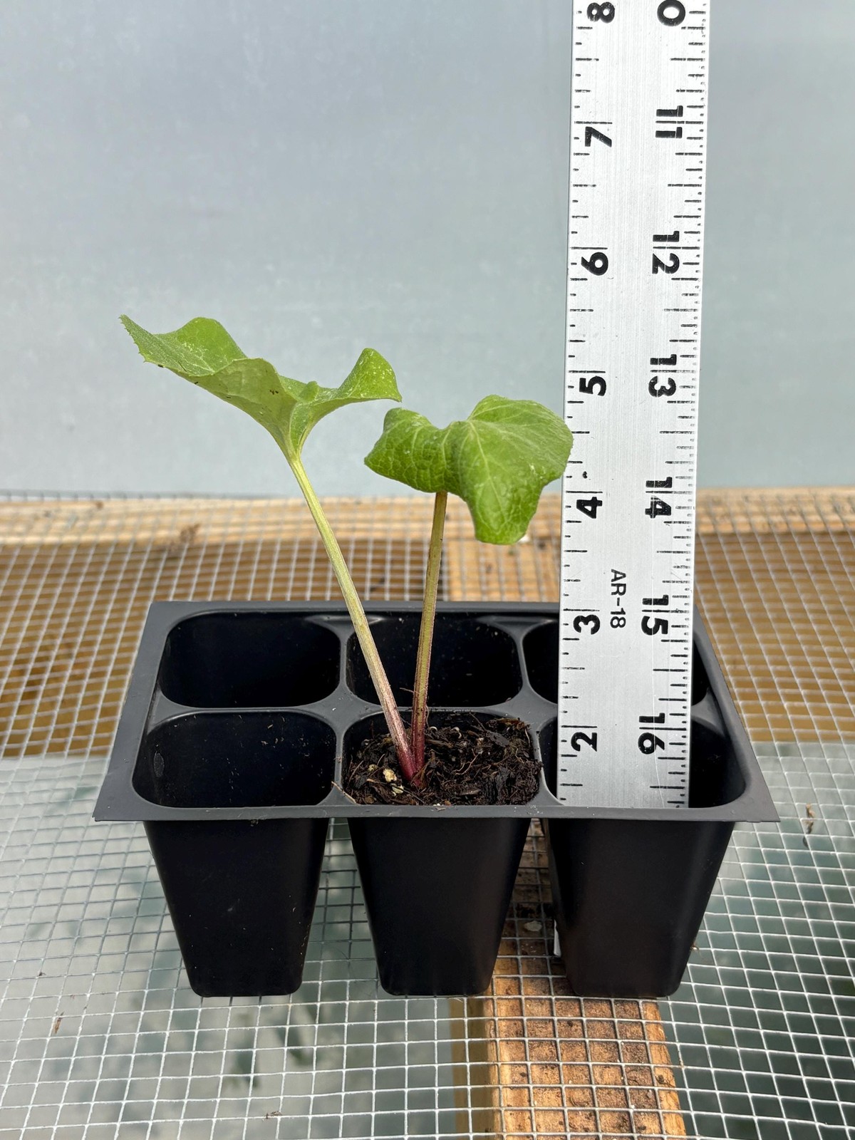 Burdock Live Plant – Seedlings/Plugs and Plants – 3″- 12″ tall – 30-60+ days