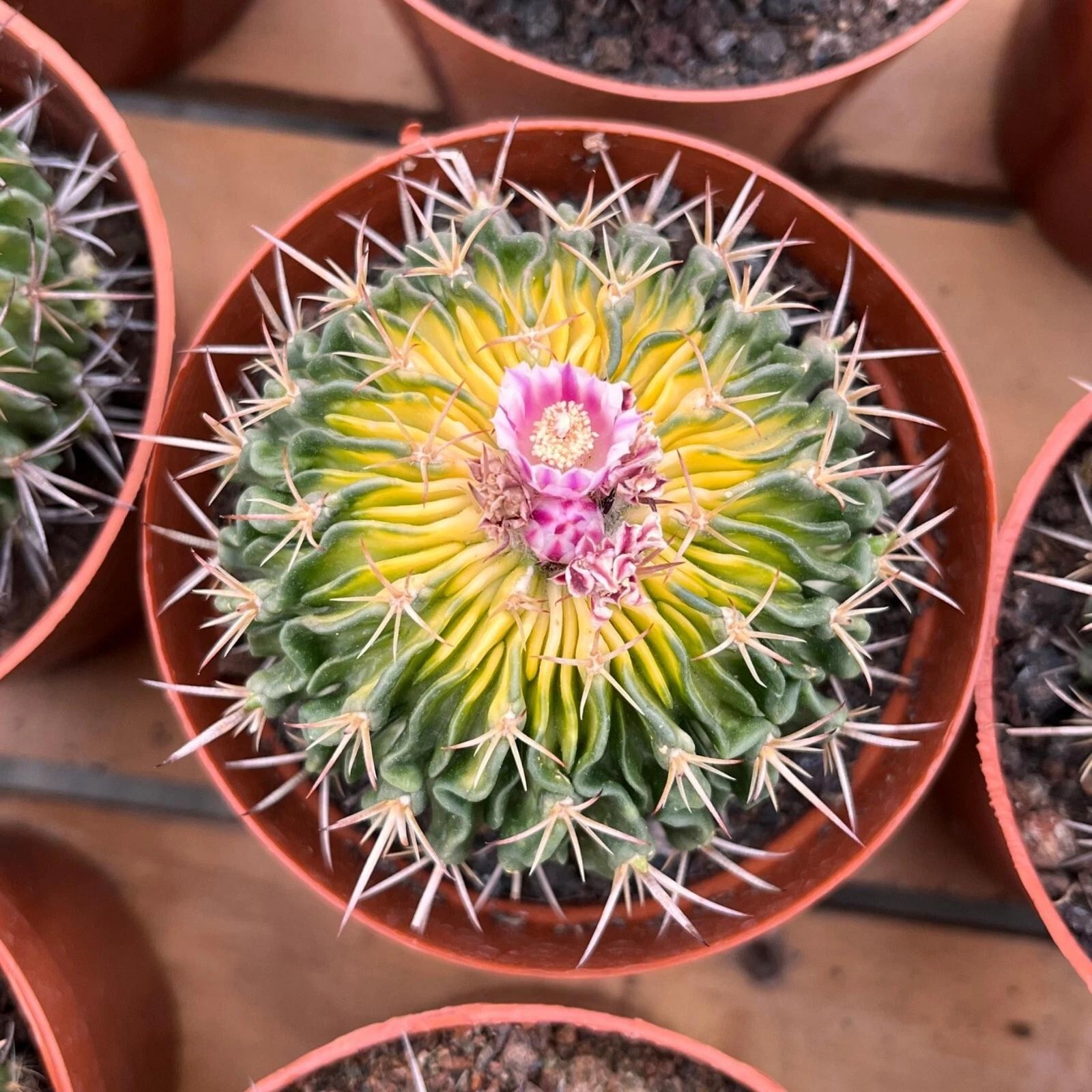 Stenocactus Multicostatus Brain Cactus Live Plant With Flower Pot